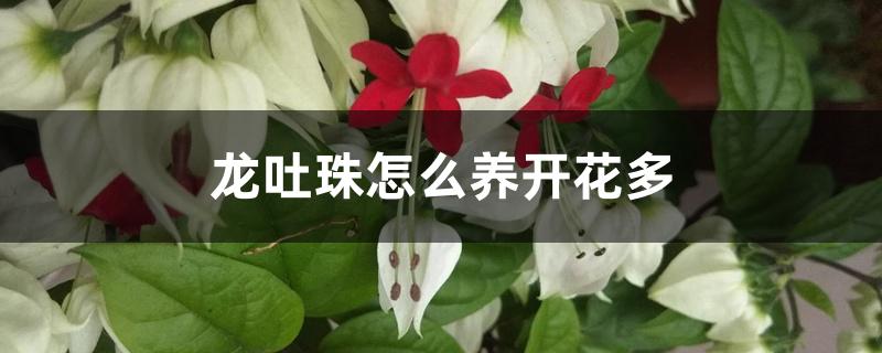 龙吐珠怎么养开花多