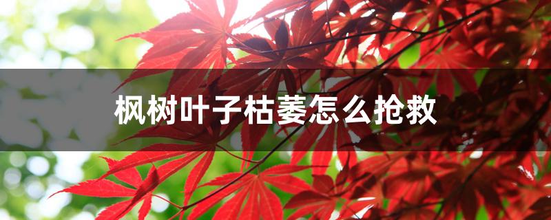 枫树叶子枯萎怎么抢救 枫树叶子枯萎怎么抢救