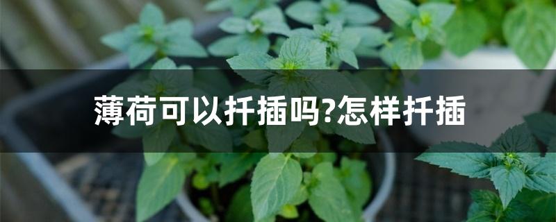 薄荷可以扦插吗，什么时候可以种植扦插