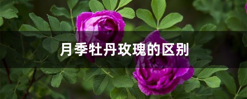 月季牡丹玫瑰的区别