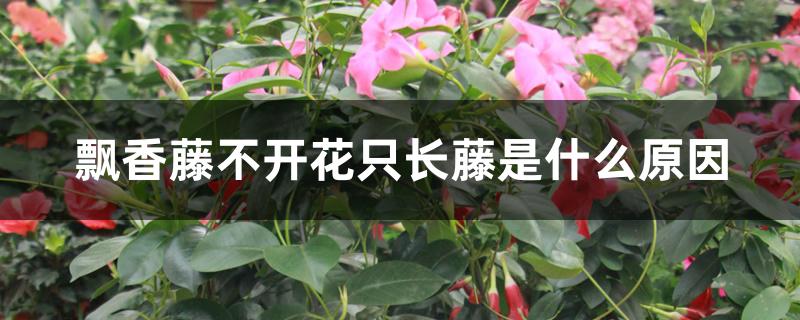 飘香藤不开花只长藤是什么原因