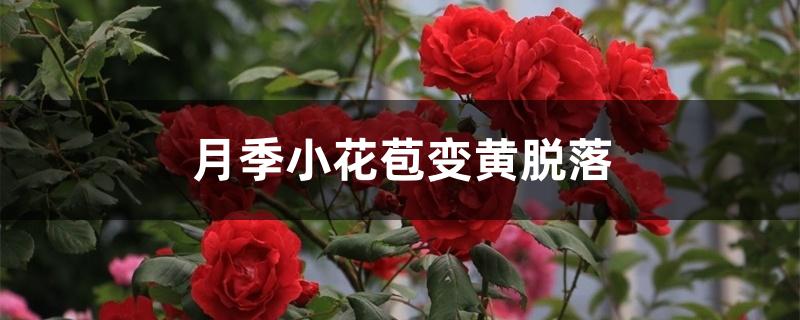 月季小花苞变黄脱落