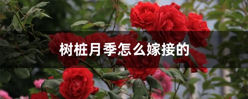 树桩月季怎么嫁接的