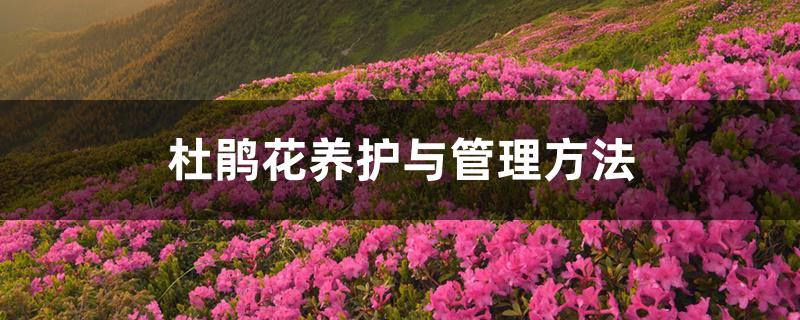 杜鹃花养护与管理方法 杜鹃花养护与管理方法