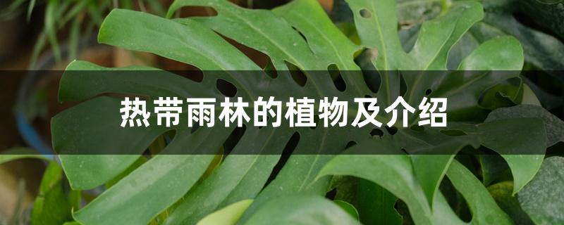 热带雨林的植物及介绍