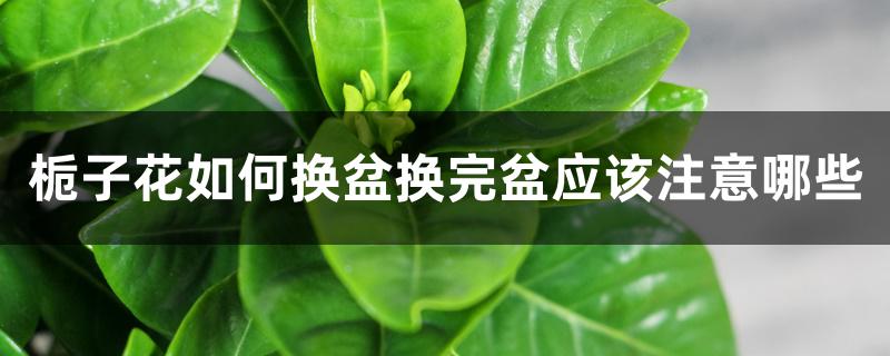 栀子花如何换盆换完盆应该注意哪些