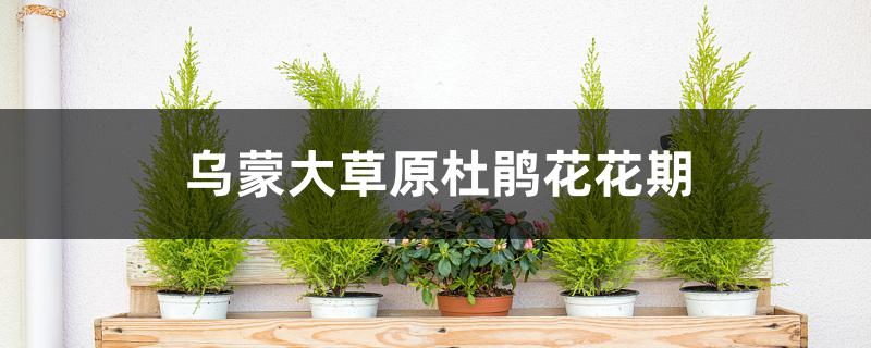 乌蒙大草原杜鹃花花期