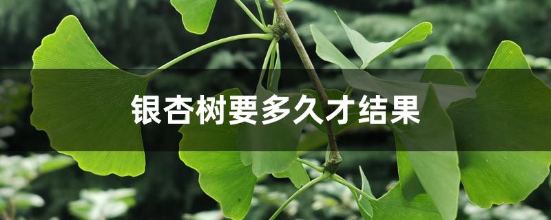 银杏树要多久才结果