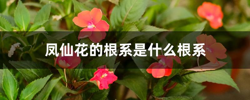 凤仙花的根系是什么根系