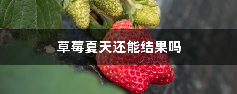 草莓夏天还能结果吗