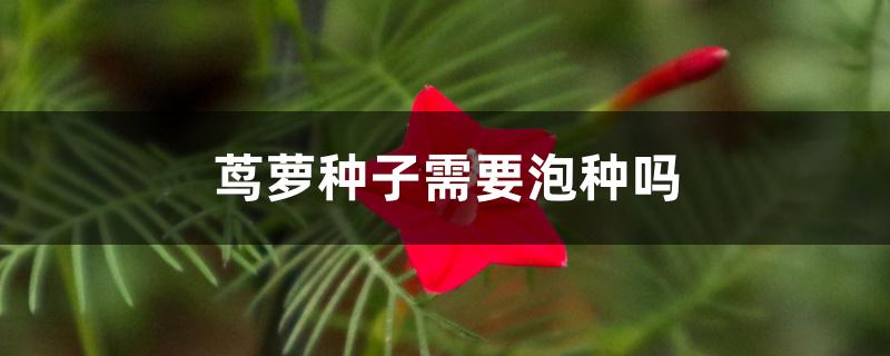 茑萝种子需要泡种吗