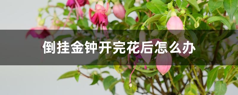 倒挂金钟开完花后怎么办