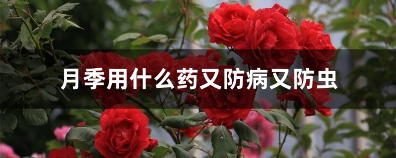 月季用什么药又防病又防虫