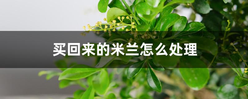 买回来的米兰怎么处理 买回来的米兰怎么处理