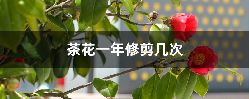 茶花一年修剪几次