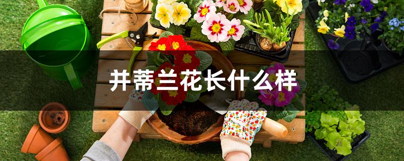 并蒂兰花长什么样