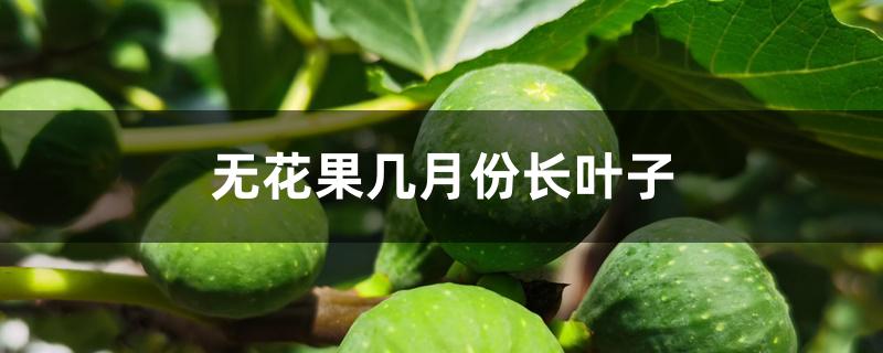 无花果几月份长叶子