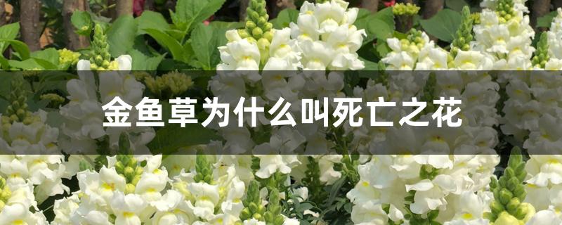 金鱼草为什么叫死亡之花