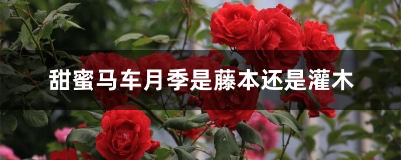 甜蜜马车月季是藤本还是灌木