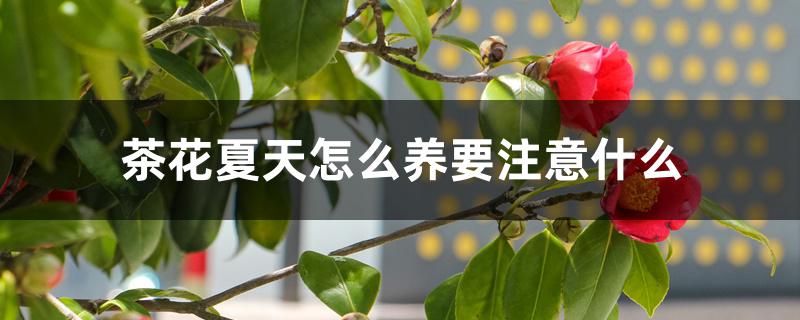 茶花夏天怎么养要注意什么