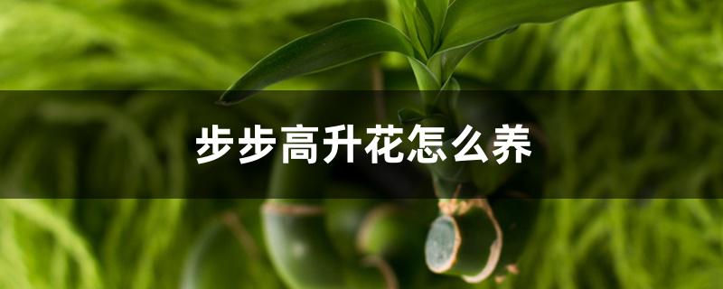 步步高升花怎么养