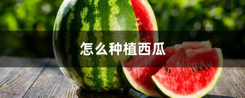 怎么种植西瓜