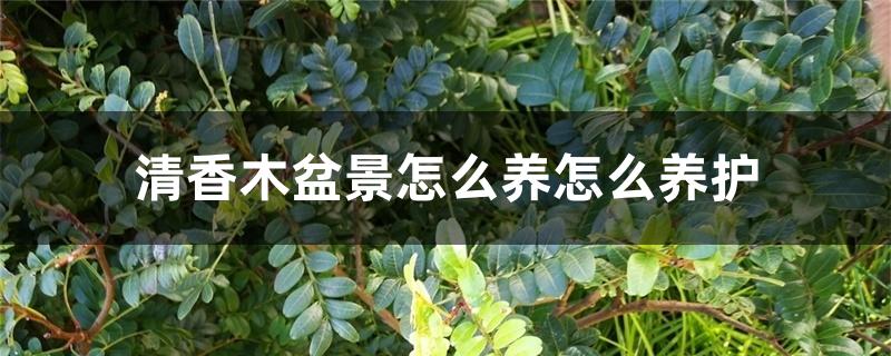 清香木盆景怎么养怎么养护