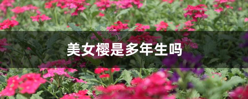 美女樱是多年生吗 美女樱是多年生吗