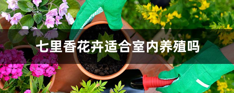 七里香花卉适合室内养殖吗