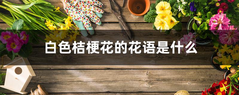 白色桔梗花的花语是什么 白色桔梗花的花语是什么