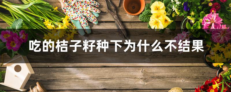 吃的桔子籽种下为什么不结果