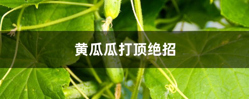 黄瓜瓜打顶绝招