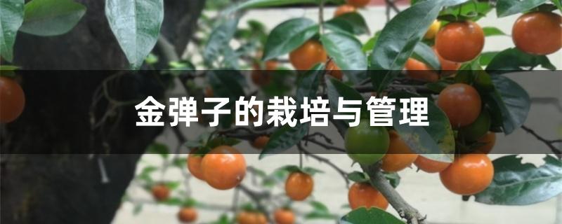 金弹子的栽培与管理