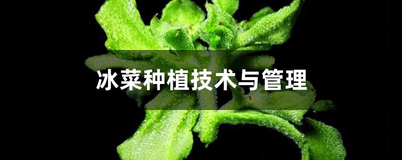 冰菜种植技术与管理