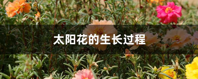 太阳花的生长过程 太阳花的生长过程