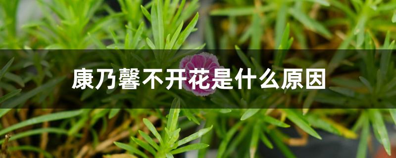 康乃馨不开花是什么原因