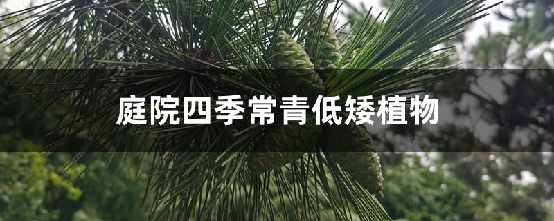 庭院四季常青低矮植物