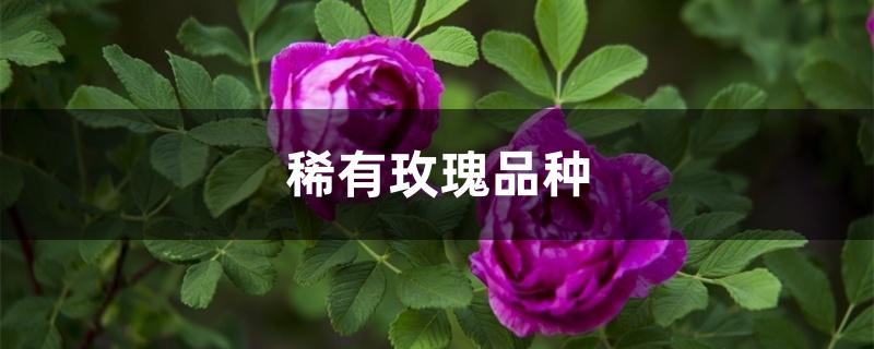 稀有玫瑰品种