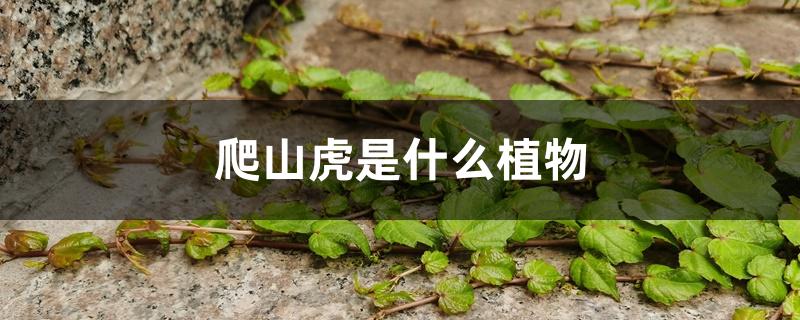 爬山虎是什么植物