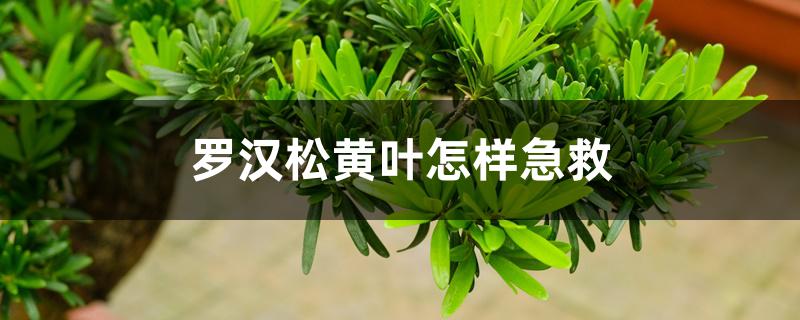 罗汉松黄叶怎样急救