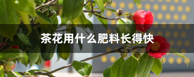 茶花用什么肥料长得快