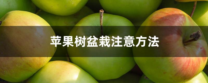 苹果树盆栽注意方法