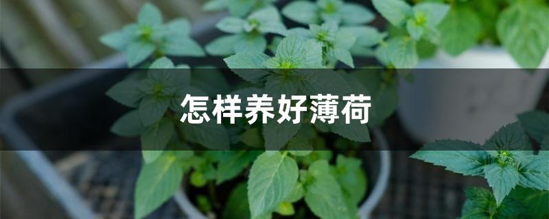 怎样养好薄荷