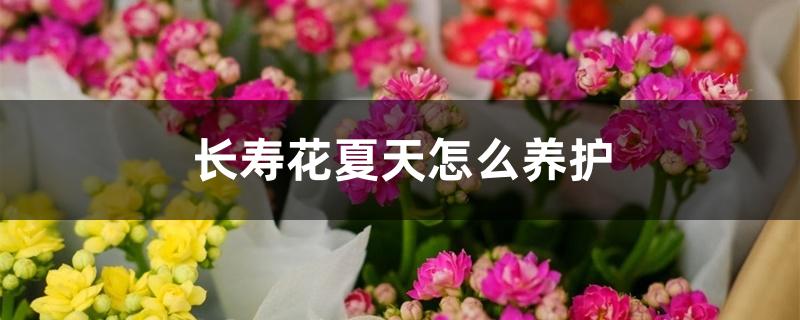 长寿花夏天怎么养护