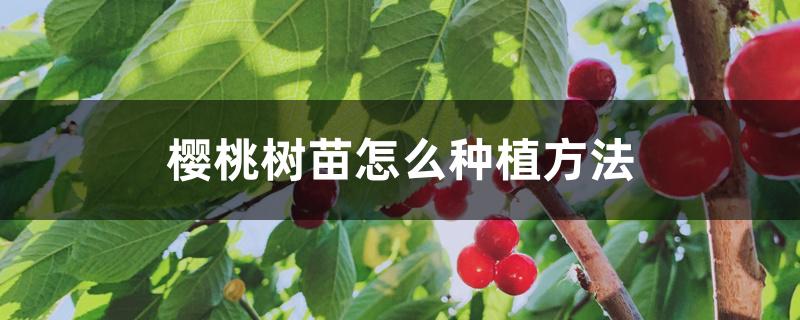 樱桃树苗怎么种植方法