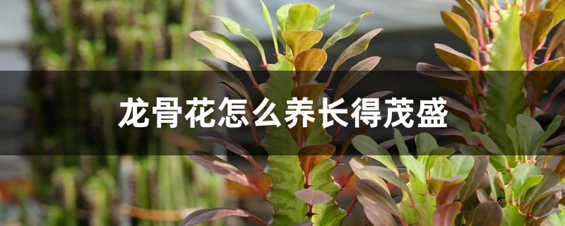 龙骨花怎么养长得茂盛