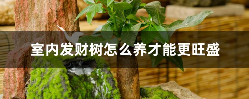 室内发财树怎么养才能更旺盛 室内发财树怎么养才能更旺盛