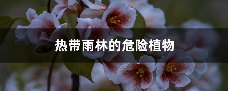 热带雨林的危险植物