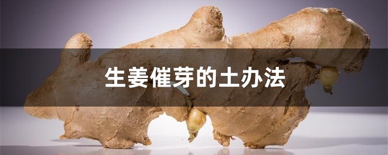 生姜催芽的土办法 生姜催芽的土办法