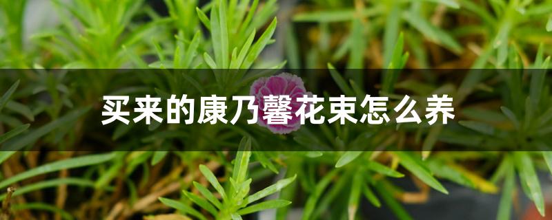 买来的康乃馨花束怎么养